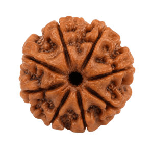 10 mukhi rudraksh