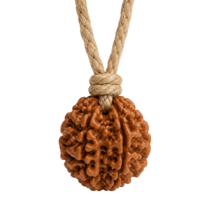 2 mukhi rudraksh