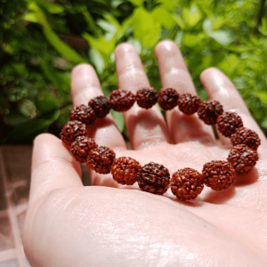 7 Mukhi Rudraksha Bracelet